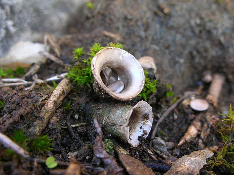 Cyathus olla